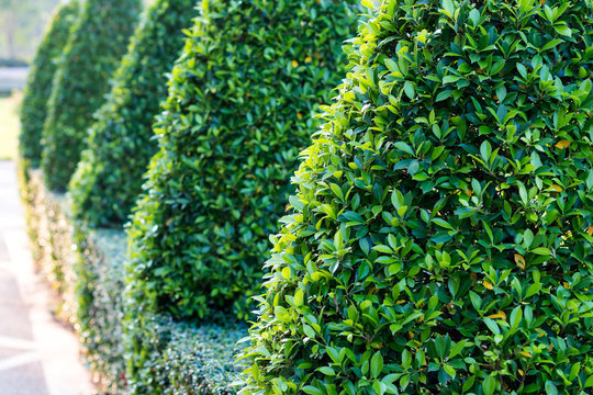 Green leaf shrubs triangles.