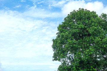 Beautiful trees on sky background,background concept.