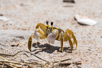Ghost Crab