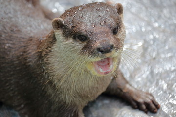 カワウソ