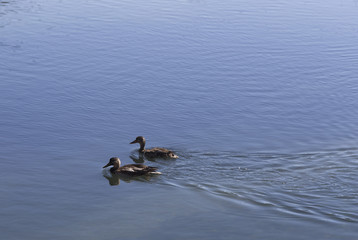 Placid Ducks