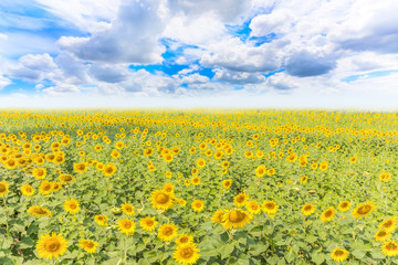 Sunflower field and blue sky background