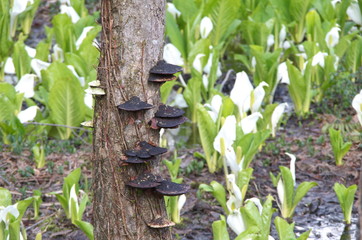 サルノコシカケ　水芭蕉　群生地