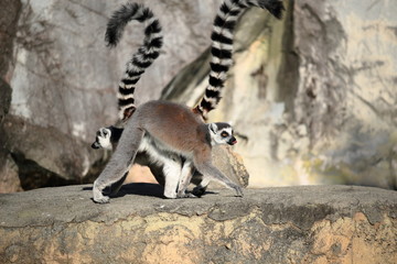 ワオキツネザル