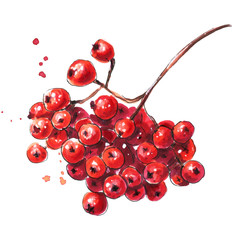 Rowan berries. Hand drawn isolated illustration - obrazy, fototapety, plakaty