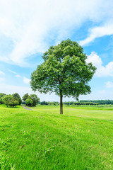 Fototapeta na wymiar green grass and tree under the blue sky