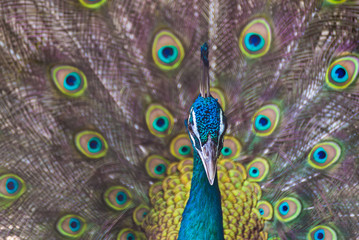Obraz premium A beautiful male peacock with expanded feather, animal background.