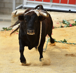 bull