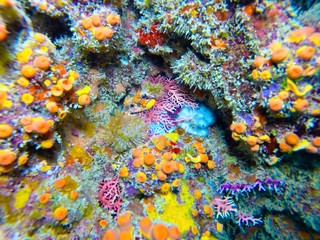 Caribbean Reef - 146007276