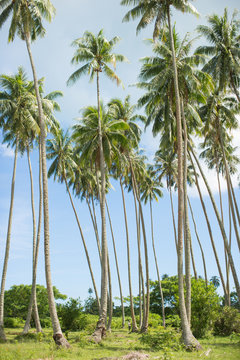 Palm trees and sky, low angle view, Tahiti, South Pacific