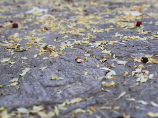 autumn floor