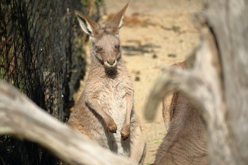 Fototapeta premium カンガルーのあかちゃん