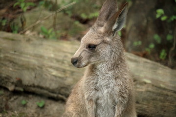 カンガルーの赤ちゃん