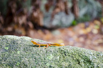 orange reptile 2