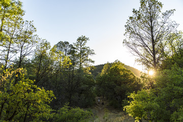 Golden hour in a forest with a mountain view