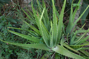 Aloevera plant
