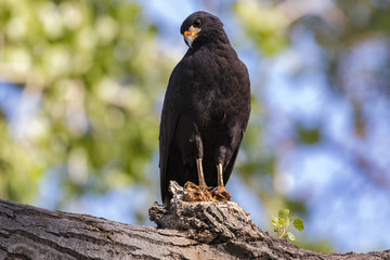 Common Blackhawk perched in a tree