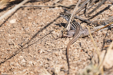 small lizard in the sand