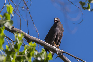 Common Blackhawk in a tree