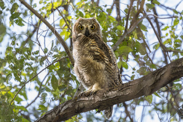 Great horned owl in a tree 