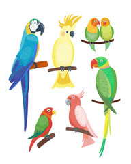 Naklejka premium Cartoon tropikalna papuga dzikie zwierzę ptak ilustracji wektorowych dzikość pióro zoo kolor natura żywe.