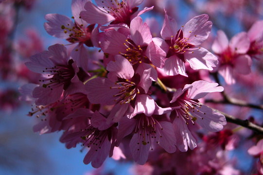 Sakura