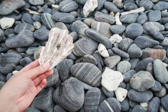 woman hold shell fossil among stone heap