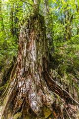 giant tree in rainforest