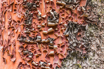 close up of peeling tree bark 