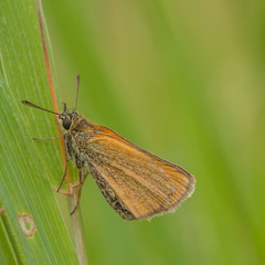 European Skipper on Grass