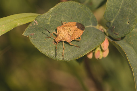 Macro of Large Brown Stink Bug