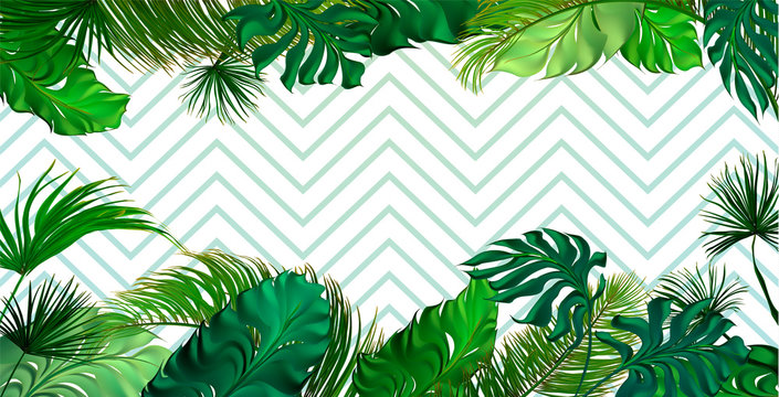 Tropical palm leaves set, drawn vector collection. Isolated on background. Decorative elements, botanical pattern. Trendy Card for invitation, greetings, sale promotion, wedding, banner.