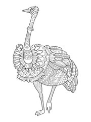 Ostrich bird coloring book vector illustration
