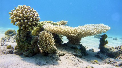 Naklejka na ściany i meble Corals in the Red sea