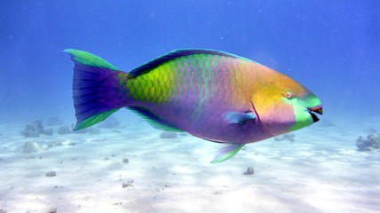 Fototapeta na wymiar Parrot fish in Red sea
