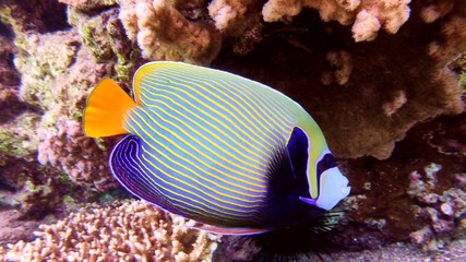 Angel fish in Red sea