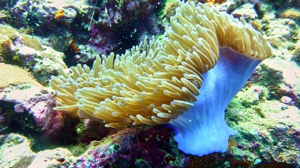 Naklejka na ściany i meble Coral polyp in the Red sea