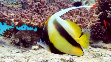 Fototapeta na wymiar Butterfly fish in Red sea