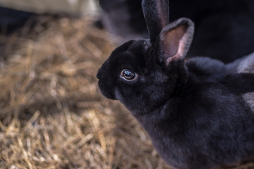 baby Easter bunny closeup