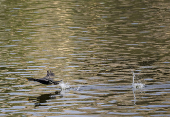 cormorant talking off from the water 