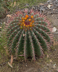 Naklejka na ściany i meble Barrel cactus (Ferocactus cylindraceus).