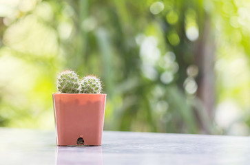 Closeup cactus in brown plastic pot on mable table at the in front of house with blurred garden view textured background