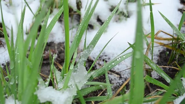 green grass with water drops, lawn was covered with snow