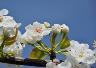 Nashi Pear blossoms in japanese spring