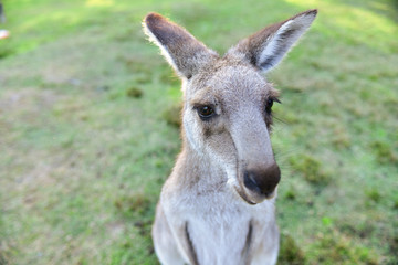 Naklejka na ściany i meble Kangarros in wild nature