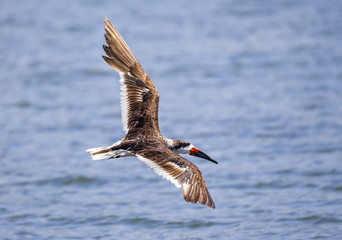 Black-skimmer flying low over a bay