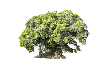 Fototapeta premium Beautiful tree isolated background.