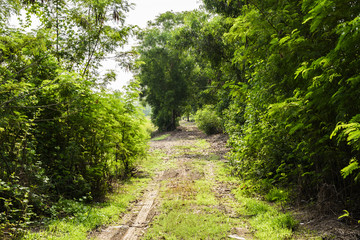 Fototapeta premium A dirt road winds through a lush green forest, surrounded by vibrant trees and foliage, creating a peaceful and natural landscape.