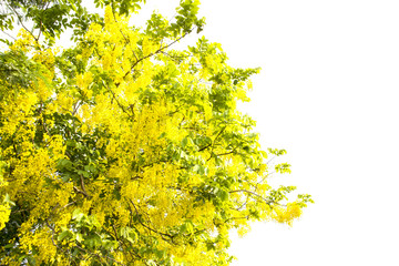ibrant yellow flowers bloom on green tree branches, isolated against a white background, perfect for nature and floral design projects.