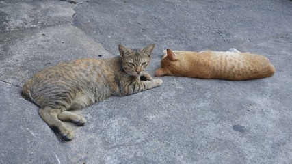 Sleepy cat on street in bangkok,thailand.